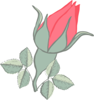 Rose vector