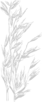 Farm wheat vector