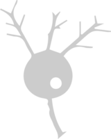 Neuron biology vector