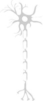 Neuron biology vector