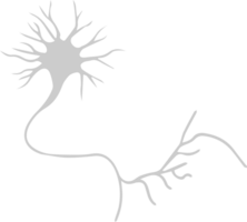 Neuron biology vector