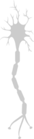 Neuron biology vector