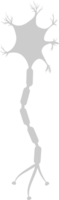 Neuron biology vector