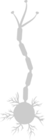 Neuron biology vector