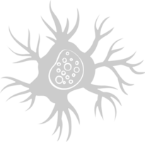 Neuron biology vector