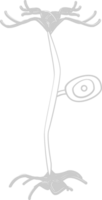 Neuron biology vector