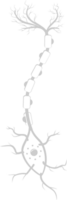 Neuron biology vector