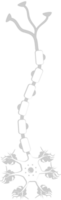 Neuron biology vector