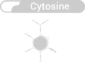 Biology DNA vector