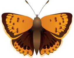 Butterfly vector