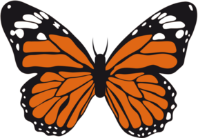 Butterfly vector