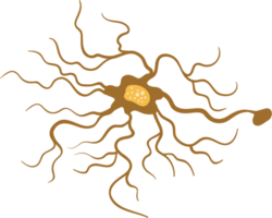 Neuron vector