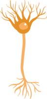 Neuron vector