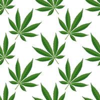 Seamless pattern of hemp leaves. Background of cannabis leaves on a white background. Print, vector