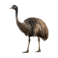 AI generated Ostrich Standing on Transparent background - Ai Generated png