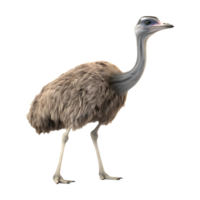 AI generated Ostrich Standing on Transparent background - Ai Generated png