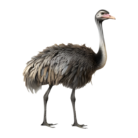 AI generated Ostrich Standing on Transparent background - Ai Generated png