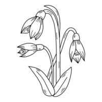 Snowdrops Line Art. Snowdrops flower outline Illustration. January Birth Month Flower. Simple vector illustration, vector graphics with editable strokes.