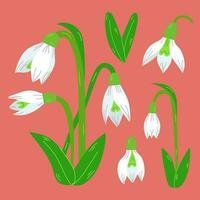Snowdrops. Set of white flowers and green leaves of blooming snowdrop.Collection of Botanical illustration. Spring bouquet of snowdrops. vector