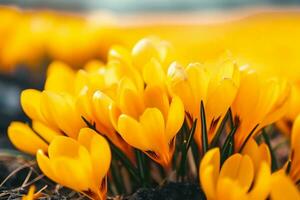 AI generated Yellow crocuses in the early spring. High quality photo. photo