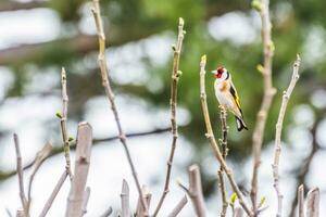 goldfinch bird sitting on a branch of a bush and looks to the side photo