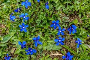 blue flowers in a green meadow during hiking in the mountains photo