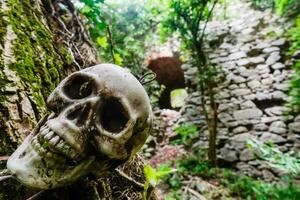 skull hanging on a tree near a old castle in the forest photo