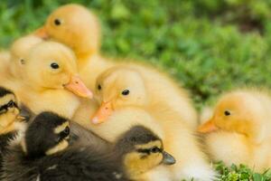 dear indian runner duck babys with dark eyes photo