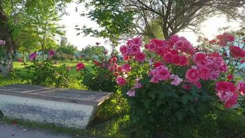 un banco en el parque con rosado flores video