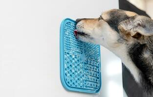 cute dog using lick mat for eating food slowly photo