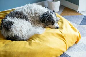 cute bichon frise dog sitting on yellow pet bed over blue wall background at home photo