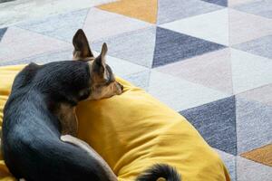 cute dog sitting on yellow pet bed over blue wall background at home photo