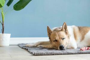 adorable dog sleeping on the rug next to the favorite toy photo