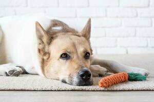 adorable dog sleeping on the rug next to the favorite toy photo