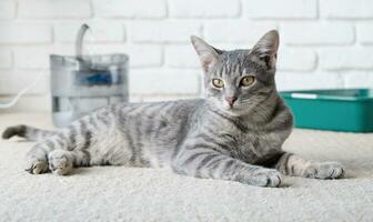 Closeup of cute gray cat lying on rug near pet fountain photo