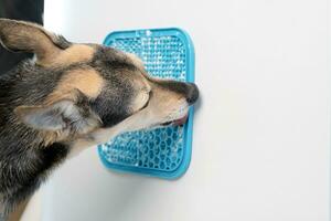 cute dog using lick mat for eating food slowly photo