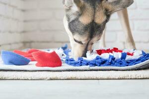 adorable perro jugando con olfateando estera foto