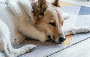 cute dog lying on colorful rug at home photo