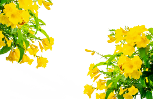 Yellow flowers on transparent background PNG