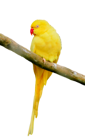 Yellow parrot on transparent background PNG