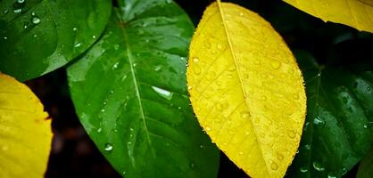AI generated Close up macro photography of wet leaves in the rainy season. photo