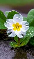 AI generated A primrose flower in the rain photo