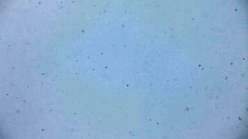 living cell under a microscope, chaos, continuous movement, viruses, abstract background video