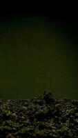 Growing seeds rising from soil vertical time lapse video. video