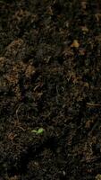 Growing seeds rising from soil vertical time lapse video. video