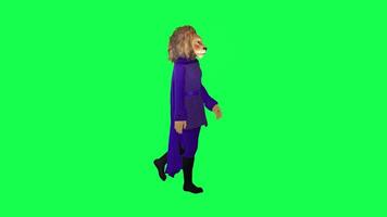 genial león en púrpura vestir caminando desde izquierda ángulo en verde pantalla video