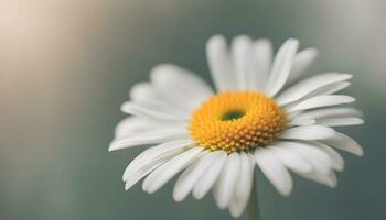AI generated a single white daisy with a yellow center photo