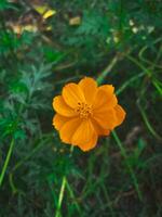 un de cerca de hermosa naranja azufre cosmos flores en un jardín debajo el abierto cielo. foto