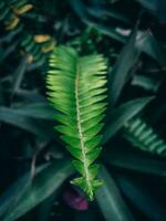 In the middle of a forest a green fern leaf photo