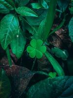 The leaves of a green clover are isolated on a white background. Three-leaved shamrocks adorn the top. Holiday symbol for St. Patrick's Day. photo